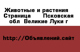  Животные и растения - Страница 23 . Псковская обл.,Великие Луки г.